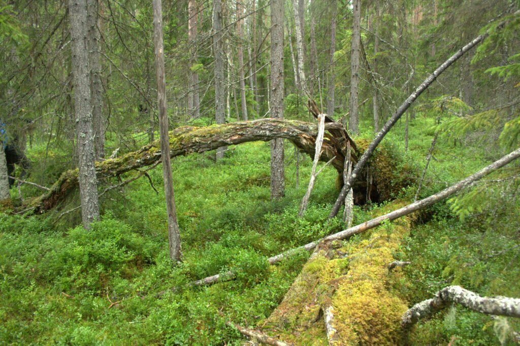 Död ved i skogen