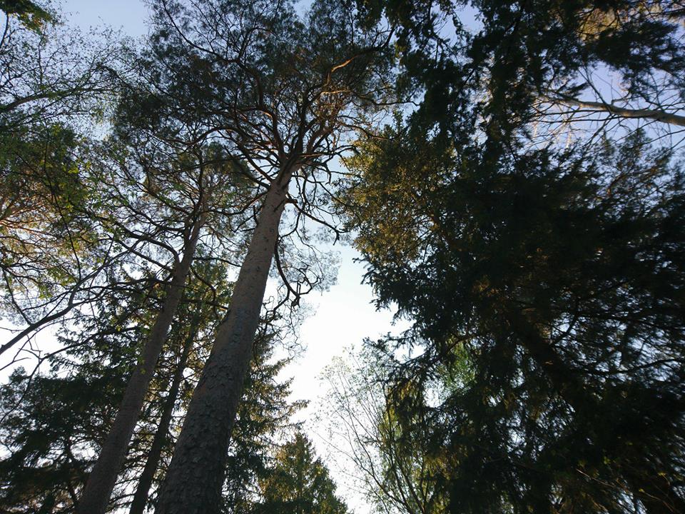 Trädtoppar med blå himmel