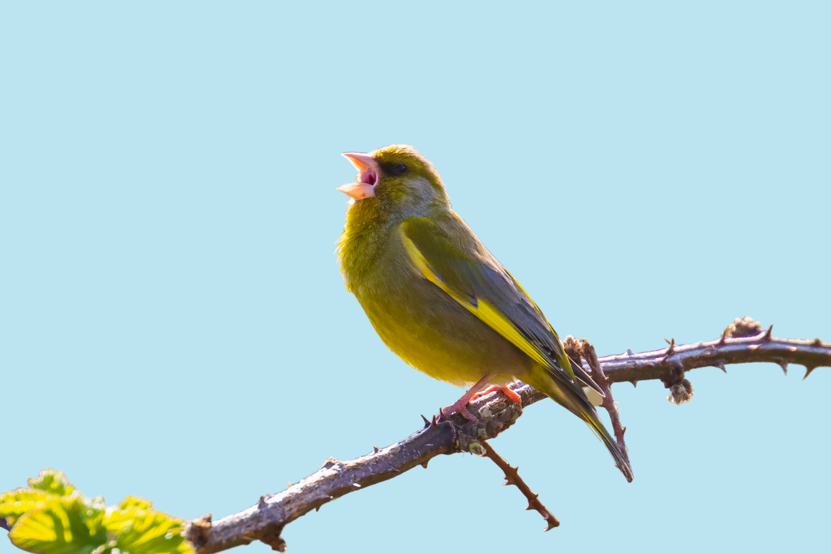Fågel skriker med blå bakgrund canva