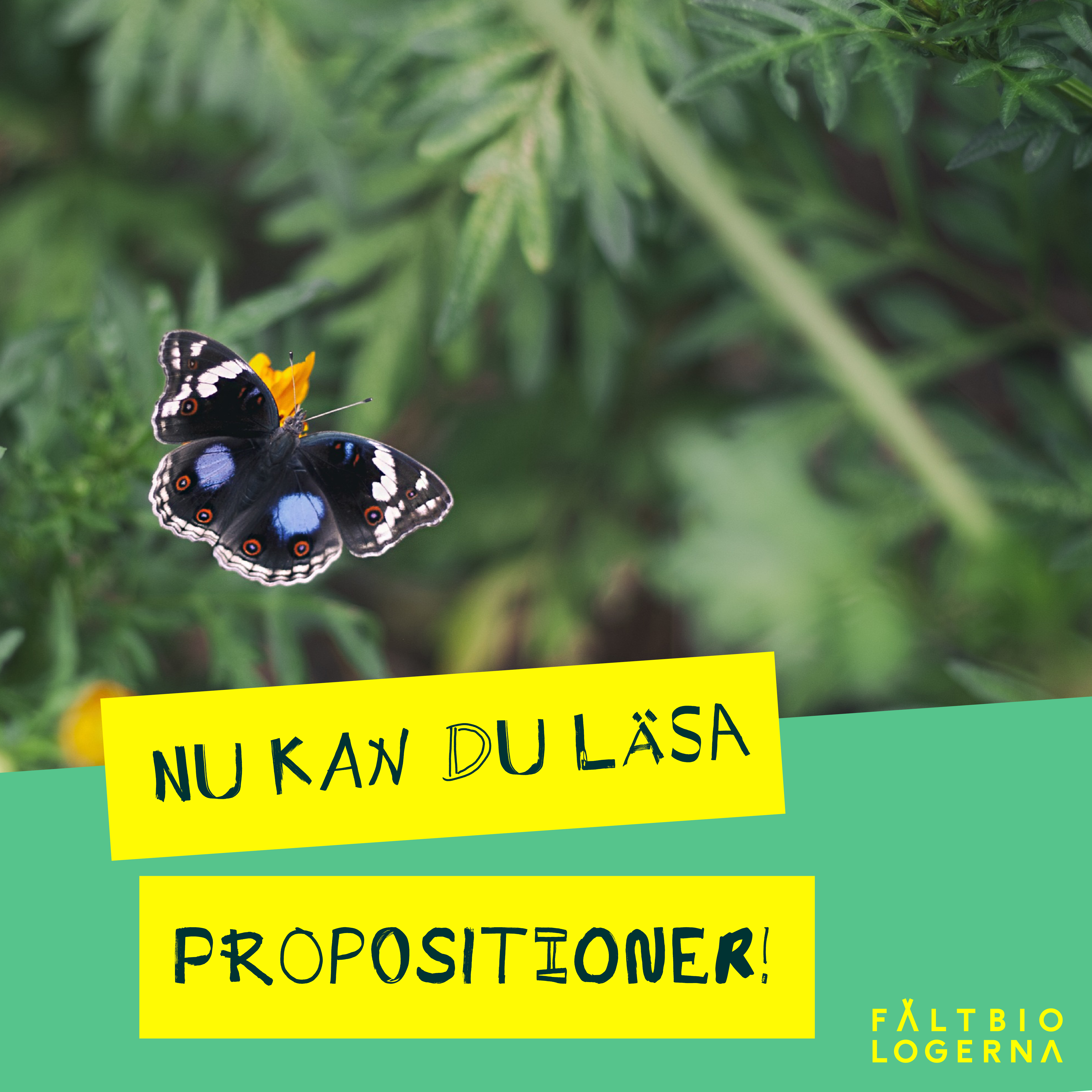 en fjäril i buskage. Text. u kan du läsa propositioner